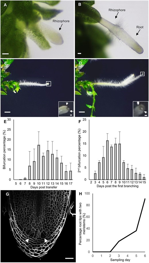 Dichotomous root branching in S. moellendorffii. A, A young hairless rhizophore. B, Root emergence from the rhizophore. The transition from the rhizophore to the root is marked by the appearance of a collar of root hairs. Scale bars: 0.1 mm. C and D, Formation of first- (C) and second-order (D) bifurcated roots. Scale bars: 1 mm The insets are magnifications of the squares (Scale bars: 0.1 mm). The arrows indicate newly formed root apices. E, Percentage of root tips that underwent the first bifurcation during 17 d after transfer on 1/2 MS. The bifurcation percentage was calculated as the number of first-order bifurcated roots divided by the total number of roots. Values are averages of three repeats ± SD. F, Percentage of root tips that underwent the second bifurcation during 15 d after the first bifurcation. The bifurcation percentage was calculated as the number of second-order bifurcated root apices divided by the total number of the apices from roots that underwent a first bifurcation. Values are averages of two repeats ± SD. G, Confocal image showing a bifurcated apical meristem: root tip with two new clearly recognizable young meristems (arrowheads). Scale bar: 50 μm. H, Percentage of bifurcated meristems in the root branching time course, i.e. days after the first branching. The percentage was calculated as the number of root apices showing clear apical meristem bifurcation (see Figure 1G) divided by the total number of sampled root tips. n (daily sample number) ≥ 10.