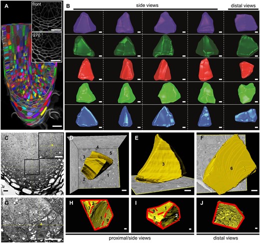 Three-dimensional imaging to segment ICs. A, Example of a S. moellendorffii root generated from a whole-mount confocal stack (Supplemental Movie S2). Individual cells are randomly colored. Insets show magnifications of the front view or the 270-degree-clockwise turned view. Scale bar: 20 µm. B, Different views of five ICs segmented from confocal stacks. The fifth, blue IC was segmented from the root in panel A. See Supplemental Movies S3–S7 for a full overview of the ICs. Scale bars: 2 µm. C and G, SBF-SEM longitudinal sections (xz-views) showing two ICs. The inset shows a magnification of the indicated area in (C). The asterisks indicate the ICs. Scale bars: 10 μm. D–F and H–J, Serial section reconstruction of the ICs. The numbers indicate the corresponding faces of the cells. See Supplemental Movies S8 and S9 for a full overview. The solid and dashed lines in (H–J) separate the different faces. Scale bars: 1 μm.