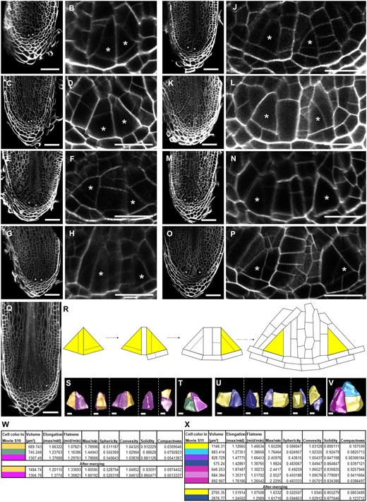 Early stages during S. moellendorffii root bifurcation. A–Q, Confocal images of different stages during branching sampled between 1 and 5 d in the root branching time course. B, D, F, H, J, L, N, and P, A magnification (scale bars: 20 µm) of the root in (A, C, E, G, I, K, M, and O; scale bars: 50 µm), respectively. Asterisks indicate the location of the presumptive ICs. A–D, Two ICs are next to each other. See Supplemental Figure S2, A–C for more examples. E–L, Two ICs are only separated by one or two layers of cells. See Supplemental Figure S2, D–F for more examples. M–Q, Further development of the two meristems, including enlargement of the root tip. The root in panel O is the same as in Figure 1G. R, Scheme showing the mechanism of root bifurcation as deduced from independent root samples during the early time points of root branching. Dashed lines indicate possible cell divisions. S–V, 3D-segmented ICs from panel A (S, T) or panel C (U, V). T and V include the presumptive daughter cells of the new ICs. Scale bars: 5 μm. See supplemental Movies S10 and S11 for a full overview. W–X, Cell shape analysis of ICs and IC daughter cells from roots in A or Supplemental Movie S10 and C or Supplemental Movie S11, respectively.