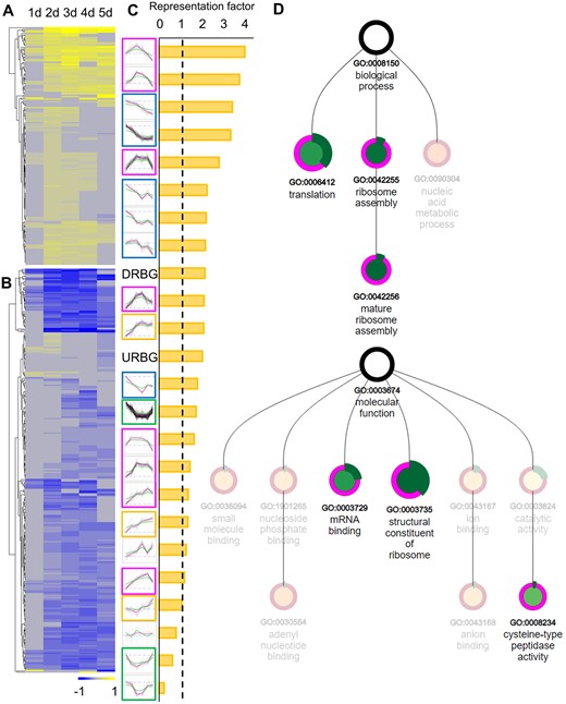 Overview of root branching meristem-enriched genes. A and B, The heatmaps show the expression (log2 FC) of meristem-enriched genes upregulated (A) or downregulated (B) during root branching. C, Representation of the meristem-enriched genes in different expression clusters. The meristem-enriched genes were in particular overrepresented in transiently upregulated (dome) clusters in magenta frames and constitutively downregulated (down) clusters in blue frames. Orange and green frames indicate constitutively upregulated (up) and transiently downregulated (valley) clusters, respectively. DRBG, Downregulated root branching DEGs; URBG, Upregulated root branching DEGs. D, Enrichment analysis of the meristem-enriched genes that were upregulated during root branching. The graph shows enriched biological process and molecular function gene ontology (GO) terms. Node size is scaled by the P-value of the enriched GO term, and node color (from green to red) is determined by the enrichment fold of the term. Negative enrichment folds are faded. The outer green band is determined by the subset ratio. The graph was generated by PLAZA version 4.5 (https://bioinformatics.psb.ugent.be/plaza/versions/plaza_v4_5_dicots/).