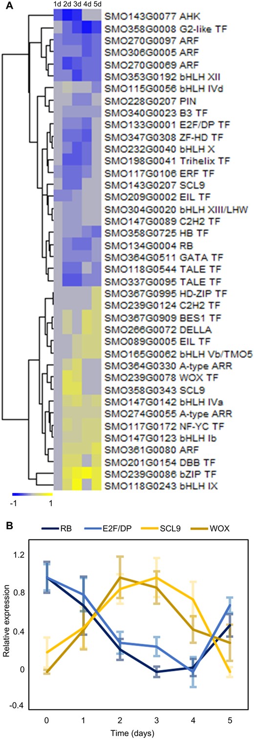 Expression profiles of the transcription factor-encoding DEGs and other genes with their Arabidopsis homologs known to be involved in root meristem control or LR formation. A, Heatmap showing the expression (log2 FC) profiles. The description shows the queried gene family (Supplemental Table S5) or the transcription factor type according to the Plant Transcription Factor Database (PlantTFDB) v5. For the GRAS (including DELLA and SCL) and bHLH transcription factors, subfamilies according to the analyses of Wang et al. (2016) or Pires and Dolan (2009), respectively, are shown. Members of the bHLH Vb/TMO5 and bHLH XIII/LHW subfamilies were verified in the analysis of Lu et al. (2020). B, Relative expression of the RB (SMO134G0004), E2F-DP (SMO133G0001), SCL9 (SMO358G0343), and WOX (SMO239G0078) gene. Error bars indicate SE (n = 4).