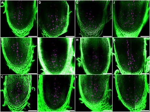 EdU labeling during S. moellendorffii root bifurcation. Confocal images of root meristems treated for 7 h with 7.5 µM EdU at different stages during branching are shown. Nuclei of cells that underwent S-phase during these 7 h, incorporated EdU (magenta). Cell walls were stained with Calcofluor-white (green). Scale bars: 50 µm. White asterisks indicate the location of the ICs. A–C, A single IC in each root tip. D–F, Two adjacent ICs formed by a symmetrical division. G–I, Two ICs are only separated by one or two layers of cells. J–L, Further development of the two meristems, including enlargement of the root tip. Panels K and L are composed of two different z-stack planes (see Supplemental Movies S12 and S13 for the full stacks), each containing an apical cell.