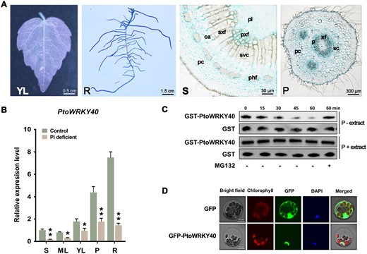 PtoWRKY40 is negatively regulated at the transcript and protein levels by low-Pi stress. A, The construct containing a GUS reporter gene driven by the promoter of PtoWRKY40 was introduced into poplars. GUS staining showing the tissue expression pattern of PtoWRKY40 in young leaves (YL), root (R), stem (S), and petiole (P). pc: parenchymal cell; ca: cambium; sxf: secondary xylem fibers; phf: phloem fibers; svc: secondary xylem vessel cell; pxf: primary xylem fibers; pi: pitch; xf: xylem fibers; p: phloem; sc: sclerenchyma cell. B, RT–qPCR confirmation of the tissue expression pattern of PtoWRKY40 before and after low-Pi treatment. Including S, mature leaves (MLs), YL, P and R. Error bars indicate SD values from three independent biological replicates. Student’s t test was used to determine significance statistics; *P < 0.05, **P < 0.01. The poplar UBQ gene was used as an internal reference. C, Extract of low-Pi (P−) treated plantlets degrade GST-PtoWRKY40 recombinant protein (Row 1); this can be inhibited by the 26S proteasome inhibitor MG132. The nontreated (P+) extract (Row 3) and the GST protein (Rows 2 and 4) were used as negative controls, respectively. D, Subcellular localization of PtoWRKY40 in poplar mesophyll protoplasts. Empty pBI221 was used as negative control.