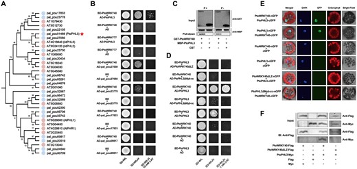 PtoWRKY40 interacts with PtoPHL3 in vivo and in vitro. A, Phylogenetic analysis of Myb-cc family from Arabidopsis and P. alba var. pyramidalis. Full-length amino acid sequences of 15 Arabidopsis and 20 poplar Myb-cc proteins were aligned by Clustal X1.81, and the Neighbor-Joining method was used to construct a phylogenetic tree by MEGA with 1,000 bootstrap replicates. The red star indicates PtoPHL3. B, A Y2H assay verifying the interaction of PtoWRKY40 with PtoPHL3 and its homologs; the interaction between PtoWRKY40’s homolog PtoWRKY77 and PtoPHL3 was also examined. C, Pull-down assay showing interaction between PtoWRKY40 and PtoPHL3 with or without phosphorus addition in vitro. The GST-PtoPHL3 and MBP-PtoWRKY40 recombinant proteins were mixed with a pull-down binding buffer with or without phosphorus addition, and incubated with GST beads. The pulled-down protein was detected by immunoblotting. A mixture of GST and MBP-PtoWRKY40 was used as a negative control. D, Y2H assay verifying the interacting regions of PtoWRKY40 and PtoPHL3. PtoWRKY40 with the LZ domain deleted (PtoWRKY40ΔLZ) and PtoPHL3 without the Myb-cc domain (PtoPHL3ΔMyb-cc) were used in this assay. E, BiFC assay of PtoWRKY40–PtoPHL3 interaction in vivo. The CDS fragments of PtoWRKY40, PtoPHL3, PtoWRKY40ΔLZ, and PtoPHL3ΔMyb-cc were ligated into pSAT1-cGFP-N and pSAT1-cGFP-C vectors, respectively, these vectors were co-introduced into poplar mesophyll protoplasts and the GFP signals were detected with a confocal laser microscope. The combinations including PtoWRKY40-nGFP + cGFP, PtoPHL3-nGFP + cGFP, PtoWRKY40ΔLZ-nGFP + PtoPHL3-cGFP, and PtoPHL3ΔMyb-cc-nGFP + PtoWRKY40-cGFP were used as negative controls. DAPI staining indicates the nucleus. F, Co-IP assay to identify the interaction between Myc-tagged PtoPHL3 and Flag-tagged PtoWRKY40 in vivo. The 35S:PtoWRKY40-Flag and 35S:PtoWRKY40ΔLZ-Flag were transiently expressed in N. benthamiana leaves with 35S:PtoPHL3-Myc or empty Myc vector, respectively, and immunoblot analysis was carried out to examine the tagged proteins using anti-Flag and anti-Myc antibodies.