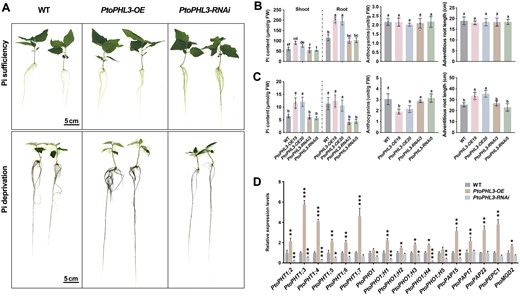 PtoPHL3 is a positive regulator of low-Pi tolerance in poplar. A, Visible phenotypes of PtoPHL3 overexpressing and RNAi lines grown in Pi deprived (0 μM Pi) and sufficient (1.25 mM Pi) Hoagland solution for 1 month. B and C, Pi contents (in shoot and root), anthocyanin contents and adventitious root lengths of PtoPHL3 overexpressing and RNAi poplars respectively. Error bars represent SD values (n ≥ 4). Letters above bars represent statistically significant differences between groups (P < 0.05) as determined by one-way ANOVA Duncan’s test. D, RT–qPCR analysis showing PSI gene expression levels in PtoPHL3 overexpressing and RNAi poplars. Error bars indicate SD values from three independent biological replicates. Student’s t test was used to determine significance statistics; *P < 0.05, **P < 0.01, ***P < 0.001. The poplar UBQ gene was used as an internal reference.