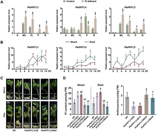 PtoPHT1;3, PtoPHT1;4, and PtoPHT1;5 are induced by low-Pi treatment and positively regulate tolerance of this stress in poplar. A, Expression levels of PtoPHT1;3, PtoPHT1;4, and PtoPHT1;5, determined by RT–qPCR analysis, in different tissues of low-Pi (10 μM Pi) stressed and control poplars: stem (S), ML, young leaves (YL), petiole (P), and root (R). B, Temporal expression patterns of these PtoPHT1 genes in shoot and root parts of poplars subjected to low-Pi treatment. Student’s t test was used to determine significance statistics; *P < 0.05, **P < 0.01. The poplar UBQ gene was used as an internal reference. Error bars indicate SD values from three independent biological replicates (A and B). C, Phenotypes of PtoPHT1;3 overexpressing and RNAi lines subjected to low-Pi treatment (10 μM Pi) for 1 month. D, Pi and anthocyanin contents of treated poplar shoot and root parts. Error bars represent SD (n ≥ 4). Different letters above bars represent statistically significant differences between groups (P < 0.05) as determined by one-way ANOVA Duncan’s test.