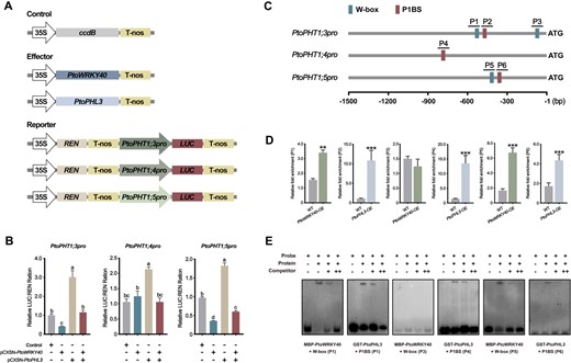 PtoWRKY40 and PtoPHL3 directly regulate expression of PtoPHT1s. A, The structure of vectors constructed for a dual-LUC assay. B, Dual-LUC assay demonstrating that PtoWRKY40 and PtoPHL3 could regulate transcriptional activity governed by the promoters of PtoPHT1;3, PtoPHT1;4, and PtoPHT1;5 (1,500-bp length regions) in N. benthamiana leaves. Error bars indicate SD values from three independent biological replicates. Different letters above bars represent statistically significant differences between groups (P < 0.05) as determined by one-way ANOVA Duncan’s test. C, Distribution of W-box and P1BS elements in 1,500-bp length promoter regions of PtoPHT1;3, PtoPHT1;4, and PtoPHT1;5. Blue and brown boxes represent W-box and P1BS elements, respectively. D, ChIP-qPCR analysis showing the binding of PtoPHL3 and PtoWRKY40 to, respectively, P1BS and W-box in the promoters of PtoPHT1;3, PtoPHT1;4, and PtoPHT1;5 in vivo. Error bars indicate SD values from three independent biological replicates. Asterisks above bars indicate statistically significant differences between the WT and transgenic plants. Student’s t test was used to determine significance statistics; *P < 0.05, **P < 0.01, ***P < 0.001. E, EMSA assay verifying that PtoPHL3 and PtoWRKY40 bind to, respectively, the P1BS and W-box elements in vitro.