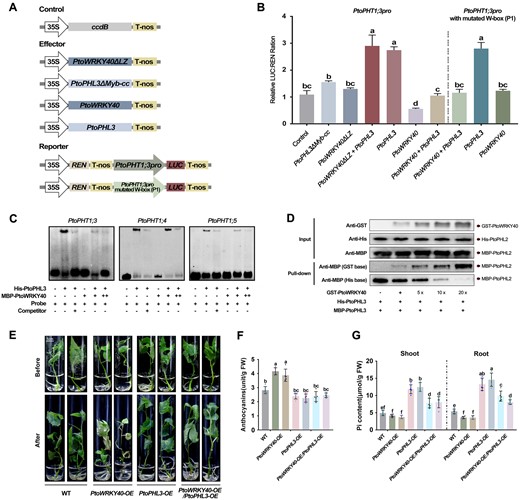 PtoWRKY40 competes for PtoPHL3 to repress its self-interaction and P1BS-binding activity. A, The structure of vectors constructed for a dual-LUC assay. B, Dual-LUC assay showing the transcriptional activities of the PtoPHT1;3 promoter and its W-box mutated form transiently co-expressed with different combinations of PtoWRKY40, PtoWRKY40ΔLZ, PtoPHL3, and PtoPHL3ΔMyb-cc constructs in N. benthamiana leaves. Error bars indicate SD values from three independent biological replicates. Different letters above bars represent statistically significant differences between groups (P < 0.05) as determined by one-way ANOVA Duncan’s test. C, EMSA assays showing that the addition of MBP-PtoWRKY40 reduced the binding of PtoPHL3-His tagged protein to P1BS elements in the promoters of PtoPHT1;3, PtoPHT1;4, and PtoPHT1;5. ++ and + represent increasing concentration of MBP-WRKY40 protein in the reactions; ++ means that 5 times more was added than in +. D, Pull-down assay showing that PtoWRKY40 competes for PtoPHL3 to inhibit self-interaction of PtoPHL3. E, Low-Pi tolerance of PtoWRKY40 and PtoPHL3 double overexpressing poplars compared to WT, PtoWRKY40-OE and PtoPHL3-OE lines. Cuttings of a similar status in Pi-sufficient conditions were transplanted into low-Pi medium for 1 month. F and G, anthocyanin contents and Pi contents in shoot and root parts of the stressed poplars. Letters above bars represent statistically significant differences between groups (P < 0.05) as determined by one-way ANOVA Duncan’s test. Error bars indicate SD values from five independent samples.