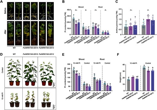 PalWRKY40 negatively modulates Pi content in P. alba var. pyramidalis. A, Phenotype of PalWRKY40 overexpressing poplars exposed to low-Pi (10 μM Pi) treatment for one month. B and C, Pi and anthocyanin contents of PalWRKY40 overexpressing poplars before and after treatment. Error bars represent SD (n ≥ 6). Different letters above bars represent statistically significant differences between groups (P < 0.05) as determined by one-way ANOVA Duncan’s test. D, Overexpression of PalWRKY40 increased tolerance of Pi toxicity. PalWRKY40-OE and WT plants grown for two months in high Pi conditions generated by watering with 10-mM KH2PO4 solution every 5 days. Plants watered with ddH2O acted as control. Scale bar = 7 cm. E and F, Pi content and plant height of PalWRKY40 overexpressing and WT poplars after 2 months of treatment. Error bars represent SD values (n ≥ 4). Different letters above bars represent statistically significant differences between groups (P < 0.05) as determined by one-way ANOVA Duncan’s test.