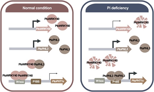 Proposed working model of the way in which the PtoWRKY40–PtoPHL3 module regulates PSR in poplar. Under Pi-sufficient conditions, PtoWRKY40 interacts with itself to bind to the W-box of the PtoPHT1s promoter and to inhibit gene expression, while PtoWRKY40 interacts with PtoPHL3 to prevent the binding of PtoPHL3 to P1BS and further to inhibit the expression of PtoPHT1s. Under Pi starvation conditions, PtoWRKY40 is inhibited at the transcriptional level, and the PtoWRKY40 protein can be degraded via the ubiquitination-mediated 26S proteasome degradation pathway. PtoPHL3 is therefore released to interact with itself and promotes expression of PtoPHT1s.