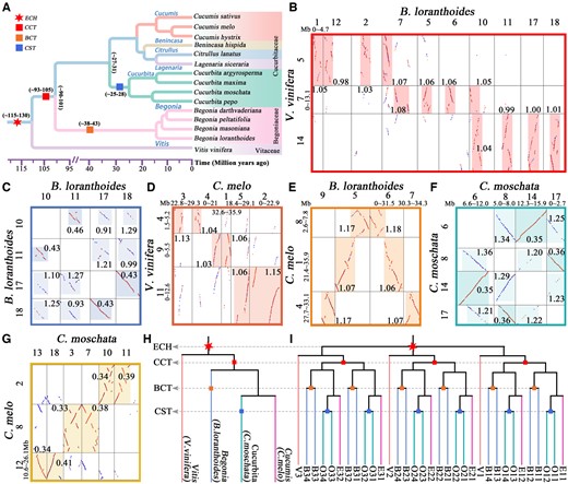 Phylogenetic tree and examples of homologous gene dotplots in Cucurbitales. A, Phylogenetic relationships of the Cucurbitales plants and V. vinifera. B–G, Identified orthologous and paralogous regions between and within genomes of V. vinifera, C. melo, C. moschata, and B. loranthoides. Dark highlighted boxes represent the identified orthologous and paralogous regions, and the highlighted paralogous regions became lighter as the time of the WGD event gets older. The best BLAST-hits are plotted as red dots, and other hits are plotted as blue dots. The Ks median of collinear gene pairs in homologous regions is marked near to the boxes. The lengths of compared chromosome regions are shown in Mb. H, Species phylogenetic trees for the V. vinifera, C. melo, C. moschata, and B. loranthoides genomes. The red six-pointed star represents the ECH event, and the red, orange, and blue squares represent the CCT, BCT, and CST events, respectively. ECH, core-eudicot-common hexaploidization. I, Three ECH-produced paralogous genes in V. vinifera (V) are denoted V1, V2, and V3, each having four orthologous genes in the B. loranthoides (B) or C. moschata (O) genomes and two in the C. melo (E) genome.