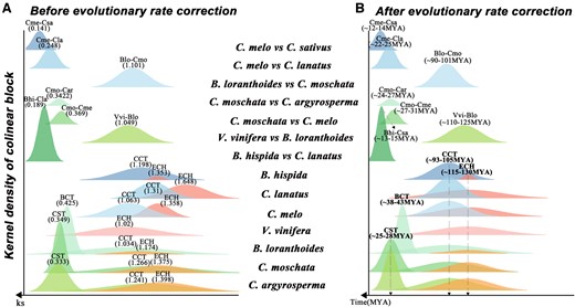 Original and corrected Ks distribution among collinear genes of the studied genomes. A, Distribution of average synonymous substitution levels (Ks) between collinear gene pairs in intergenomic blocks and intragenomic blocks. The different colored peaks indicate the normal distribution of the Ks values of collinear gene pairs. The values in parentheses are the Ks peaks corresponding to the events. B, Correction to the Ks distribution and the time of occurrence of key evolutionary events. The values in parentheses are the times corresponding to the events. Vitis vinifera (Vvi), B. loranthoides (Blo), C. moschata (Cmo), C. argyrosperma (Car), C. melo (Cme), B. hispida (Bhi), C. sativus (Csa), and C. lanatus (Cla).
