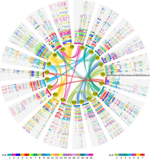 Genomic alignment of representative species in Cucurbitales. The chromosomes of V. vinifera constitute the innermost circle, and their collinear paralogous genes are linked by curved lines and correspondingly colored according to the previously inferred seven core-eudicot-common ancestor chromosomes. Cucumis melo is denoted by E, C. moschata is denoted by O, B. loranthoides is denoted by B, and V. vinifera is denoted by V. Each chromosomal region had 2, 4, and 4 orthologous regions in the C. melo, C. moschata, and B. loranthoides genomes, respectively; these regions are displayed as 33 circles, where each circle represents one subgenome. Short lines between two circles show collinear genes, which correspond to the colors of the encoded Ch#. The color scheme is shown at the bottom.