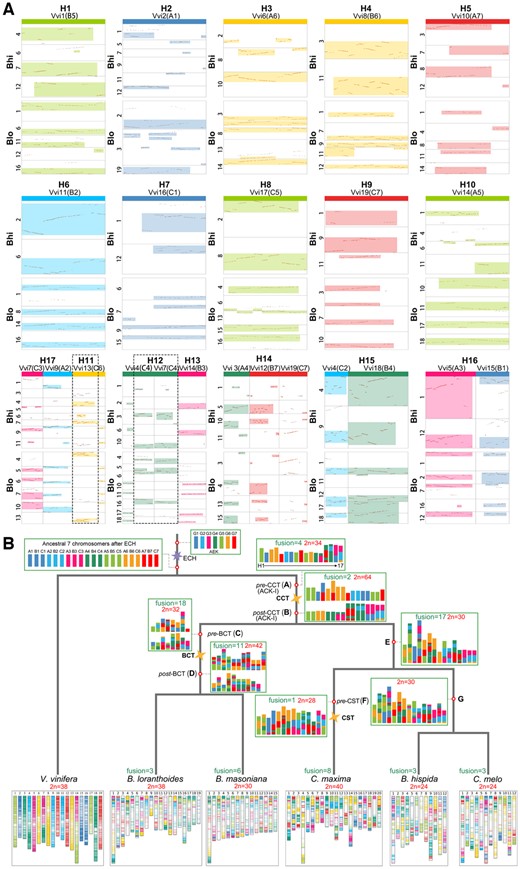 Inference of the ancestral karyotypes and chromosome evolutionary trajectory of major Cucurbitales species. A, Inference of the chromosomal karyotype of the Cucurbitales ancestor with the V. vinifera genome as a reference. Bhi, B. hispida and Blo, B. loranthoides. Highlighted boxes represent the identified orthologous regions between selected chromosomes among compared genomes. If the inferred proto-chromosomes in ACK-I involved rearrangement event before the CCT event, then the regions circled by the dotted lines. The identified chromosomal fusions of the 21 chromosomes of the AEK contain two EEJ fusions, two nested chromosome (NCF) fusions, and three nonreciprocal translocations to form ACK-I of 17 proto-chromosomes (H1–H17). B, Phylogeny and Cucurbitales ancestor karyotype reconstruction. Each polygon represents a polyploidization event. The chromosomal regions in each genome are colored based on the seven ancestral eudicot chromosomes.