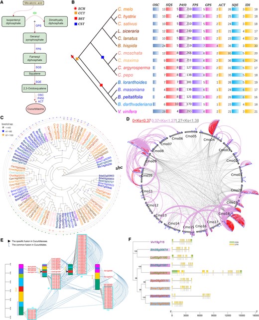 Evolution and diversification of gene families involved in the CS pathway in Cucurbitales. A, Cucurbitacin synthesis pathway. B, Identification of the gene families involved in the CS pathway in the studied genomes. C, Phylogenetic tree of the genes in FPS family of the Cucurbitales and V. vinifera genomes. Genes from different species are marked with different colors. The dots on the three layers represent the gene tandem duplication, paralogous, and orthologous relationships (marked with a, b, and c, respectively), and the same color represents the same group of relationships within and between genomes. D, P450 gene amplification model related to gene duplication events in C. moschata. P450 genes are displayed in blue patches. Curved lines (gray) link the collinear gene pairs generated at the period from the divergence between V. vinifera and Cucurbitales to the CCT event. Curved lines (red and plum) link gene pairs generated at the period from now to the CST and from the CST to the CCT event, respectively. E, The chromosomal distributions of P450 genes in the selected genomes. The lines between gene pairs on the same chromosome represent homologous genes generated at the period from the divergence between V. vinifera and CCT event. The lines between gene pairs on the different chromosome represent homologous genes generated by the divergence between the species. The β1, β2, γ1, and γ2 represent the gene clusters. F, The CDS–UTR structures of a set of orthologous FPS genes in selected genomes. The genes with different colors present the different species, and the shadow in one species shows that they come from the different subgenomes generated by the polyploidization event.