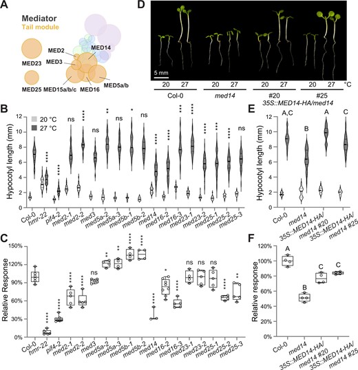 MED14 is a crucial regulator of thermomorphogenesis. A, Schematic illustration of the Arabidopsis Mediator complex, with an emphasis on components in the tail module. The size of each circle reflects the relative protein size (predicted molecular weight) of each Mediator subunit. The relative position of each Mediator component is based on the cryo-EM and crystal structures of yeast and human Mediator shown by Tsai et al., 2014 and Robinson et al., 2015 and interaction data of Arabidopsis Mediator subunits shown by Maji et al., 2019. Note that the positions of MED23 and MED25 in the tail module are undetermined. Protein subunits in each module are colored in different colors: head module, green; middle module, blue; tail module, orange; cyclin kinase module, purple. See supplemental data for clear compositions of each module. B, Hypocotyl length measurements of mutant seedlings of Mediator tail subunits. Seedlings were grown for 4 days in continuous red (R) light (50 µmol m−2 s−1). The white and grey violin plots represent hypocotyl length measurements at 20°C and 27°C, respectively. The elements of violin plots are as follows: solid line, median; lower dotted line, first quartile; upper dotted line, third quartile. The results of the one-way ANOVA analysis comparing the absolute hypocotyl length between Col-0 and each mutant grown at 27°C are shown (n > 30). ****P < 0.0001; ***P < 0.001; **P < 0.01; *P < 0.05; ns, not significant (P ≥ 0.05). C, Comparison of the relative thermal response among the seedlings in (B). The elements of box plots are as follows: center line, median; box limits, first and third quartiles; whiskers, minimum and maximum values; points, all data points. The relative response is defined as the relative hypocotyl response to 27°C of a mutant compared with that of Col-0 (which is set at 100%). The results of the one-way ANOVA analysis comparing the relative response between Col-0 and each mutant are shown (n ≥ 3). ****P < 0.0001; ***P < 0.001; **P < 0.01; *P < 0.05; ns, not significant (P ≥ 0.05). D, Representative images of 4-d-old Col-0, med14, and 35S::MED14–HA/med14 (#20 and #25) seedlings in continuous R light (50 µmol m−2 s−1) at either 20°C or 27°C. Images of seedlings grown in different conditions were digitally extracted and assembled for easy comparison. All the images were acquired using a Leica MZ10 F modular stereo microscope with the same settings (e.g. light, focus, and magnification). Scale bar, 5 mm. E, Hypocotyl length measurements of seedlings in (D). The elements of violin plots are the same as in (B). Different letters denote significant statistical differences between the absolute hypocotyl length of each line grown at 27°C (one-way ANOVA, n > 30, P < 0.0001). F, Comparison of the relative thermal response among the seedlings in (D). The elements of box plots are the same as in (C). Different letters denote significant statistical differences between the relative response of each line (one-way ANOVA, n ≥ 4, P < 0.0001).