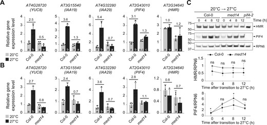 MED14 is required for the thermo-induced expression of PIF4 target genes. A, RT–qPCR analysis of the steady-state transcript levels of YUC8, IAA19, IAA29, PIF4, and HMR in Col-0 and med14 seedlings grown in continuous red (R) light (50 µmol m−2 s−1) for 96 h at 20°C and 27°C. Different lowercase letters at the bottom of bars denote significant statistical differences between the relative gene expression level (two-way ANOVA with Tukey HSD, n = 4 or 3, P < 0.001 for YUC8, IAA29, P < 0.0001 for IAA19, P < 0.01 for PIF4, and P < 0.05 for HMR). Numbers indicate the fold changes between transcript levels at these two temperatures. Error bars represent the sd of three or four biological replicates. B, RT–qPCR analysis of the steady-state transcript levels of YUC8, IAA19, IAA29, PIF4, and HMR in Col-0 and med14 during the 21°C–27°C transitions. Seedlings were grown in continuous R light (50 µmol m−2 s−1) for 96 h and then transferred to 27°C in the same light condition. Samples were taken before (light gray) and 6 h after (dark gray) the 27°C treatment. Different lowercase letters at the bottom of bars denote significant statistical differences between the relative gene expression level (two-way ANOVA with Tukey HSD, n = 3, P < 0.001 for YUC8, P < 0.01 for IAA19, IAA29, P < 0.05 for PIF4, and not significant for HMR). Fold changes in the transcript levels by the 27°C treatment are shown above the columns. In both (A) and (B), PP2A was used as an internal control. For each gene, the transcript level in Col-0 at 20°C was set to 1, and others were calculated by the 2−ΔΔCt method. Error bars represent the sd of three or four biological replicates. C, Immunoblot analysis of HMR and PIF4 levels in Col-0 and med14 during the 20°C–27°C transitions. Seedlings were grown in continuous R light (50 µmol m−2 s−1) for 96 h and then transferred to 27°C in the same light condition. Samples were collected and analyzed at the indicated time points. RPN6 was used as a loading control. The relative levels of HMR and PIF4, normalized to RPN6, are shown underneath the immunoblots. The normalized level (HMR/RPN6 or PIF4/RPN6) in Col-0 at 20°C before transition (time 0 h) was set to 1 and others were calculated as relative levels. The results of the Student’s t test analysis are shown (n = 4). *P < 0.05; ns, not significant (P ≥ 0.05). The immunoblots of all four biological replicates are shown in supplemental data.