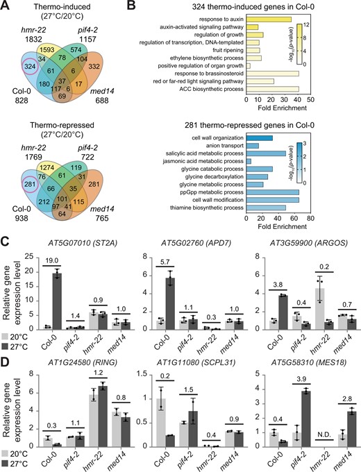 Thermo-induced expression of a group of auxin-related, growth-promoting genes requires PIF4, HMR, and MED14. A, A Venn diagram shows unique and co-regulated thermo-induced and thermo-repressed genes in wild-type (Col-0), pif4-2, hmr-22, and med14 mutants. The red circles indicate PIF4/HMR/MED14-dependent genes that were uniquely induced and repressed in Col-0 but not in the mutants at 27°C. Seedlings were grown in continuous red (R) light (50 µmol m−2 s−1) for 96 h at either 20°C or 27°C, and total RNA was extracted from four biological replicates for RNA-seq analyses. B, Gene ontology analysis of the 324 PIF4/HMR/MED14-dependent thermo-induced genes and 281 PIF4/HMR/MED14-dependent thermo-repressed genes. The bar represents the fold enrichment and the color indicates the −log10 (P-value). The fold enrichment score is defined by the GeneCodis 4 software as the ratio between two fractions: the number of query genes in the GO term/the total number of query genes as the numerator, and the number of total genes in the GO term/the total number of Arabidopsis genes as the denominator. ACC, 1-aminocyclopropane-1-carboxylate (an ethylene precursor). ppGpp, guanosine tetraphosphate. C and D, RT–qPCR analysis of representative PIF4/HMR/MED14-dependent genes in Col-0, pif4-2, hmr-22, and med14. Total RNA was extracted from seedlings grown in continuous R light (50 µmol m−2 s−1) for 96 h at either 20°C or 27°C. The relative expression of three thermo-induced (C) and three thermo-repressed genes (D) were normalized to the expression level of PP2A after RT–qPCR. For each gene, the transcript level in Col-0 at 20°C was set to 1, and others were calculated by the 2−ΔΔCt method. Error bars represent the sd of two (RING and SCPL31) or three (ST2A, APD7, ARGOS, and MES18) biological replicates. Numbers indicate the fold changes between transcript levels at these two temperatures. ND, not detected.