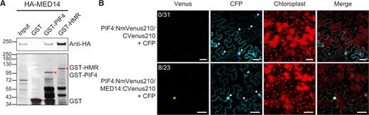 MED14 physically interacts with PIF4 and HMR. (A) GST pull-down assays. GST-tagged full-length PIF4 and HMR were used as baits to pull down in vitro translated HA-tagged MED14. The upper panel is an immunoblot using anti-HA antibodies showing the bound and input fractions of HA-MED14; the lower part is a Coomassie Blue-stained SDS–PAGE gel showing immobilized GST and GST-tagged PIF4 and HMR. B, Bimolecular fluorescence complementation assays. PIF4 fused with NmVenus210 (PIF4:NmVenus210) and MED14 fused with cVenus210 (MED14:CVenus210) were co-expressed in N. benthamiana through agroinfiltration. PIF4:NmVenus210 and CVenus210 were co-expressed as a control. The CFP was expressed simultaneously through agroinfiltration to indicate the locations of nuclei. The optical density of each Agrobacterium strain was 0.1 and images were captured 40–70 h after infiltration. White arrowheads indicate nuclei identified in the CFP channel. The nuclear fluorescence signal in the Venus channel indicates the interactions between the two proteins tested in each agroinfiltration. The number of nuclei showing the Venus signal out of the number of nuclei with the CFP signal is shown in the upper left corner of each Venus channel. The chloroplast channel is to show that the Venus signal was not caused by the chlorophyll autofluorescence. Scale bars, 40 µm.