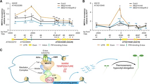 The association of MED14 with thermo-induced PIF4 direct targets is dependent on PIF4. ChIP-qPCR experiments compare MED14 occupancy across IAA29 (A) or IAA19 (B) in the presence and absence of PIF4. Col-0, MED14–HA, and MED14–HA/pif4-2 were grown in continuous R light (50 µmol m−2 s−1) at 20°C for 96 h and subsequently treated at 27°C in the same light condition for 6 h. HA antibodies were used to assay MED14–HA association with each gene. Values are mean ± sd from three independent samples, with data presented as the ratio of MED14–HA at IAA/input to MED14–HA at ACT7 (+1912)/input. Student’s t tests were used to compare the values between MED14–HA and other lines (n = 3; Col-0, black; MED14–HA/pif4-2, blue). ****P < 0.0001; ***P < 0.001; **P < 0.01; *P < 0.05; ns, not significant (P ≥ 0.05). The exact position of each PCR fragment is shown in the illustrations at the bottom and the primers are listed in Supplemental Table S4. The transcription start site (TSS) is the first nucleotide of the 5′-untranslated region (UTR), as defined by the Araport11 genome annotation, released in June 2016. C, Schematic model for MED14 recruitment by PIF4 and HMR during the thermo-induced transcription of growth-promoting PIF4 target genes, the products of which subsequently promote thermosensory hypocotyl elongation. Pol II, RNA polymerase II; GTF, general transcription factors. The black arrow indicates the TSS. The size and proportions of the depicted components do not reflect their actual dimensions.