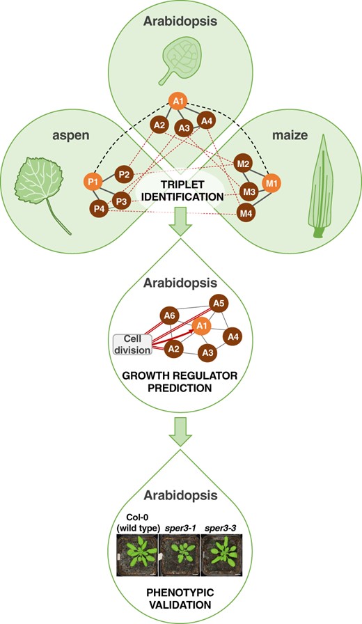 Cross-species network analysis identifies functionally conserved growth regulators. Leaf transcriptomes from Arabidopsis, maize, and aspen capturing active growth (i.e., cell proliferation and cell expansion) were used to generate co-expression networks for each species (grey solid lines in top panel represent co-expressed genes in each species). Cross-species expression conservation analysis revealed sets of triplets: orthologs, one from each species (thick black dashed lines in top panel), with highly overlapping gene co-expression “neighborhoods” (thin red dashed lines in top panel). In the depicted example, the genes A1 – P1 – M1 form a triplet (top panel). The authors identified the subset of triplets containing an experimentally-validated growth regulator from Arabidopsis, maize, or aspen. From this triplet subset, 82 Arabidopsis orthologs with peak expression during active growth were classified as growth regulators and used as guides to identify additional growth regulator candidates. Following a guilt-by-association approach, 2206 genes that were highly co-expressed with the guides were categorized as predicted growth regulators. In the depicted example, query gene A1 is co-expressed with A2, A3, A4, A5, and A6 (thin grey lines in middle panel). Among A1’s gene “neighbors”, A2, A5 and A6 are guides associated with a growth-related Gene Ontology term, cell division (red double lines in middle panel). Thus, A1 is classified as a predicted growth regulator (red arrow in middle panel). As proof-of-concept, the authors performed a detailed literature search that confirmed growth-related functions for 34 out of 61 (55.7%) of the top predicted growth regulators. Additionally, they performed mutant screening for nine of the top predicted growth regulators and observed leaf growth-related phenotypes for two of them (bottom panel). Together, these results validate the utility of cross-species network analysis for predicting bona fide growth regulators. Adapted from (Curci et al., 2022) Figure 1 and Figure 5C.