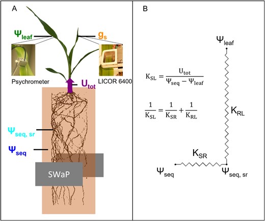 Experimental setup and hydraulic model used in this study. A, Scheme of the experimental setup and the different water potentials used for the data analysis. The equivalent water potential in the bulk soil (Ψseq), at the root surface (Ψseq, sr), and the total root water uptake rate (Utot) were derived from the SWaP measurements. The leaf water potential (Ψleaf) was measured with psychrometers, the stomatal conductance with a LICOR 6400. Root length was determined with MRI. B, Scheme of the hydraulic network from the bulk soil to the leaf. The overall conductance from bulk soil to leaf (KSL) can be separated into the conductance from bulk soil to the root surface (KSR) and from root surface to the leaf (KRL).
