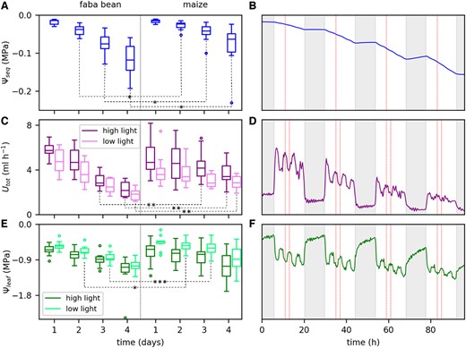 Reduction of the equivalent soil water potential (Ψseq), total root water uptake rate (Utot), and leaf water potential (Ψleaf) during 4 days of soil drying. A, C, and E, Data of all replicates (faba bean n = 12, maize n = 10) as boxplots at selected time points. Different colors in (C) and (E) refer to the two different light levels. Horizontal lines are medians, boxes reach from the first to the third quartile. Whiskers mark the minimal (lower whisker) and maximal (upper whisker) data points within 1.5 times the interquartile range from the first and third quartile, respectively. Circles are outliers beyond the whiskers. We tested for significant differences in ΨseqUtot, and Ψleaf between faba bean and maize at each selected time point. P-values were derived with a Mann–Whitney U test. P-values ˂0.05 are indicated by *, ˂0.01 by **, and ˂0.005 by ***. B, D, and F, The continuous time courses of the three parameters during the 4 days of soil drying for one example faba bean plant. Fluctuations of the observed parameters are caused by the fluctuating light intensity. Red dashed lines mark those points used for the boxplots. Shaded areas indicate the nonilluminated periods.