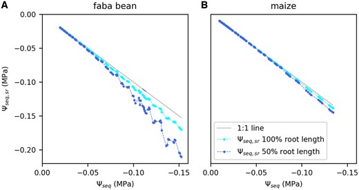 Estimated water potential at the root surface (Ψseq, sr) as a function of the bulk soil water potential (Ψseq). Data are an example shown for one faba bean (A) and one maize plant (B). Water potential at the root surface was calculated for the full measured root length and half of the measured root length. Dotted line is the 1:1 line.