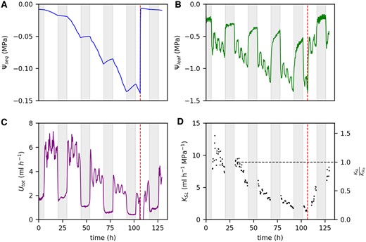 Recovery of different hydraulic parameters upon rewatering after 4 days of water restriction for one faba bean plant. Parameters are Ψseq (A), Ψleaf (B), Utot (C), and KSL (D). Vertical dashed lines mark the time point of rewatering. Horizontal dashed line in (D) marks the initial value of KSL at a Ψseq of −0.025 MPa (KSL,0). Nights are indicated by the shaded areas.