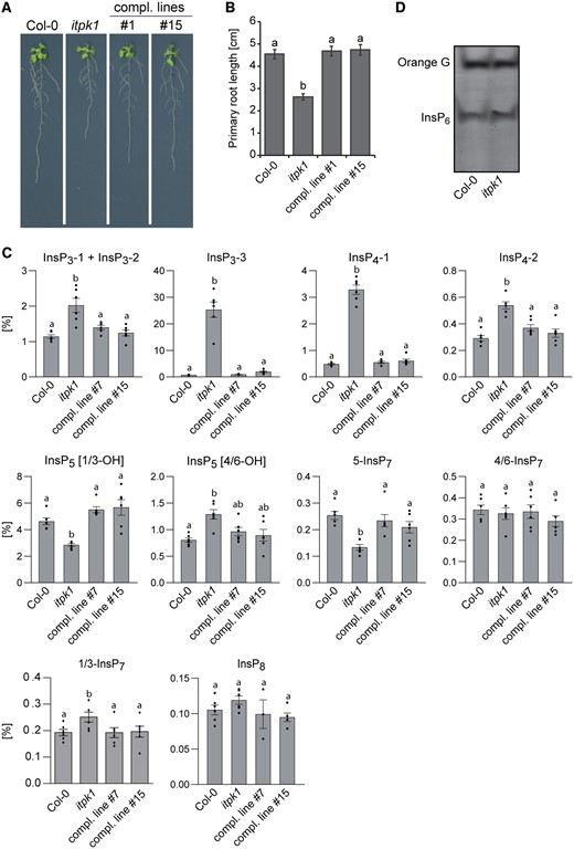 The itpk1-associated defects in root architecture and inositol polyphosphate profile are fully rescued by introducing a genomic ITPK1 construct. A, Primary root elongation of seedlings of wild-type (Col-0), itpk1 and two independent complemented itpk1 lines. The latter refer to the itpk1 T-DNA insertion line transformed with a genomic fragment containing a 1,839-bp region upstream of the ITPK1 start codon in translational fusion with a C-terminal G3GFP. Seeds were germinated on solidified half-strength MS agar media, supplemented with 1% (w/v) sucrose. After 7 days, seedlings were transferred to fresh media with the same composition and grown for additional 7 days until imaging. B, Complementation of short primary root elongation of itpk1 plants by an ITPK1 genomic fragment C-terminally fused to G3GFP. Six-day-old seedlings of designated genotypes were transferred to solidified half-strength MS media, supplemented with 1% (w/v) sucrose and allowed to grow for another 10 days. Error bars represent standard errors (se), n ≥ 23. Letters depict significance in a one-way analysis of variance (ANOVA) followed by Tukey’s test (a and b, P < 0.001). The experiment was repeated twice with similar results. C, CE–ESI–MS analysis of inositol polyphosphate levels of 2-week-old Arabidopsis wild-type (Col-0), itpk1 and complemented itpk1 seedlings as indicated. Plants were grown on solidified half-strength MS media, supplemented with 1% (w/v) sucrose, growth conditions are detailed in the methods section. InsP species are presented as percentage of total InsP6. Data are means ± se (n = 6, biological replicates). Different letters indicate significance in one-way ANOVA followed by Tukey’s test (P < 0.05). D, Inositol polyphosphate enrichment from indicated plant extracts by TiO2 pull down. Inositol polyphosphates were eluted from TiO2 beads, separated by PAGE, and visualized by toluidine blue.