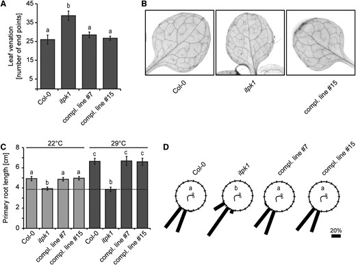 Leaf venation, root gravitropic, and thermomorphogenic responses are controlled by ITPK1. A and B, Analysis of leaf vasculature (A). Venation patterns were recorded from 13-day-old seedlings of the indicated genotypes grown on solidified half-strength MS media, supplemented with 1% (w/v) sucrose. Photographs of representative leaves of each genotype used to analyze venation patterns (B). Error bars depict sem (n = 6–10, biological replicates). The experiment was repeated twice with similar results. Letters depict significance in one-way ANOVA followed by Dunnett’s test (a and b, P < 0.005). C, Primary root length analysis of designated genotypes grown at different temperatures (C). Five-day-old seedlings were kept at 22°C or shifted to 29°C. Root length was evaluated after 8 days by ImageJ. Error bars represent sem (n ≥ 17, biological replicates). Letters depict significance in one-way ANOVA followed by Dunnett’s test (a and b, P < 0.005; a to c, P < 0.001; b to c, P < 0.001). The experiment was repeated independently with similar results. D, Root gravitropism of 12-day-old seedlings grown on solidified half-strength MS media, supplemented with 1% (w/v) sucrose. Indicated genotypes were rotated by 90° and gravitropic curvatures were measured after 16 h. The percentage of seedlings in each category are represented by the length of the bar. The distribution of data was analyzed using χ2 test (number of seedlings, n ≥ 36, groups contained at least 7.5% (w/v) of total seedlings per genotype). Significant differences (P <0.0001) are indicated by different letters. The experiment was performed independently with similar results.