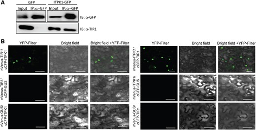Arabidopsis ITPK1 physically interacts with TIR1. A, Enrichment of TIR1 from ITPK1–G3GFP expressing transgenic plants. Total extracts from 4-week-old ITPK1–G3GFP (compl. line#7) or from GFP alone expressing transgenic plants were immuno-enriched (IP) with anti-GFP-(right panel) conjugated agarose beads. Bound proteins and input extracts were immunoblotted (IB) with anti-GFP (upper lanes) or anti-TIR1 (lower lanes) antibodies. B, Transiently expressed ITPK1 interacts with TIR1 in the nucleus of N. benthamiana cells. Combinations of co-expressed nVenus- or cCFP-tagged ITPK1, TIR1, or GUS (control) constructs are shown at the left of each panel. Images are presented as YFP fluorescence (YFP filter) and merge with bright field of the same section (brightfield + YFP filter). Scale bar = 50 µm.