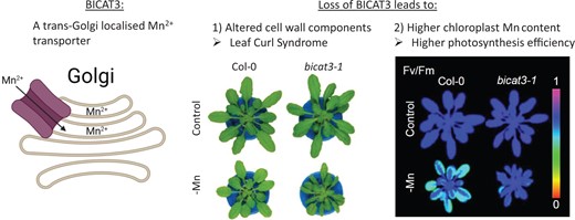 The BICAT3 can transport Mn2+ and is localized to trans-Golgi cisternae. Loss of BICAT3 impacts cell wall matrix polysaccharide biosynthesis in the Golgi and leads to defective cell wall component linkage and composition, resulting in Leaf Curl Syndrome. Additionally, bicat3 plants take up more Mn2+, which is allocated to chloroplasts, improving photosynthesis. Partly created using biorender, adapted from He et al. (2022).