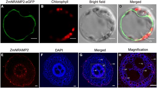 Subcellular and tissue localization of ZmNRAMP2 in maize. A–D, Tonoplast localization of ZmNRAMP2 in maize mesophyll protoplasts. Maize mesophyll protoplasts transiently expressing ZmNRAMP2–eGFP fusion protein were imaged by confocal laser microscopy. A, GFP fluorescence of ZmNRAMP2–eGFP, (B) chlorophyll autofluorescence, (C) bright-field, (D) merged images. Nu, nuclear; Ch, chloroplast. Scale bars = 5 μm. E–H, In situ RNA hybridization in maize roots with the ZmNRAMP2 antisense probe. E, Red fluorescence revealed by antisense probe of ZmNRAMP2, (F) root structure dyed by DAPI, (G) merged images, (H) enlargement of the yellow dotted box in (G). Ep, epidermis; co, cortex; en, endodermis; pe, pericycle; st, stele; xy, xylem; xp, xylem parenchyma cells; ph, phloem; Scale bars = 40 μm.