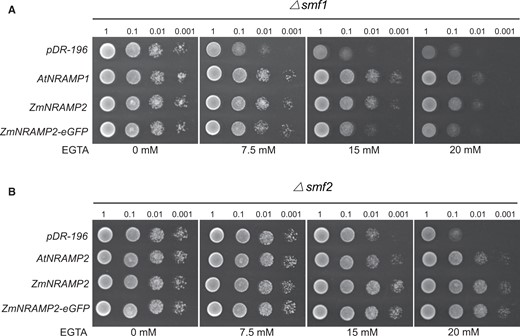 Mn transport of ZmNRAMP2 in yeast. A, Functional complementation of ZmNRAMP2 in yeast mutant Δsmf1 defective in Mn transport across the plasma membrane. Yeast cells were transformed with empty vector pDR-196, AtNRAMP1 (positive control), ZmNRAMP2, and ZmNRAMP2-eGFP. B, Functional complementation of ZmNRAMP2 in yeast mutant Δsmf2 defective in Mn transport across the endomembrane. Yeast cells were transformed with empty vector pDR-196, AtNRAMP2 (positive control), ZmNRAMP2, and ZmNRAMP2-eGFP. Four-fold serial dilutions were dropped on the SD-U agar plate supplemented with gradient concentrations of Mn-chelator EGTA (0, 7.5, 15, or 20 mM), and incubated at 28°C for 3 days.
