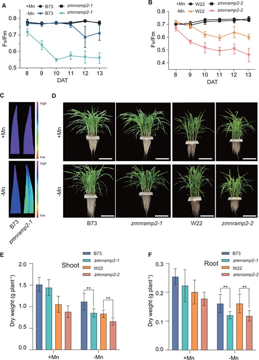 Disruption of ZmNRAMP2 reduces photosynthetic activity and plant growth under Mn deficiency. A and B, Dynamic changes of Fv/Fm in the youngest fully emerged leaf of zmnramp2-1 and WT (B73) (A), and zmnramp2-2 and WT (W22) (B) from 8 to 13 DAT. Maize seedlings were grown in nutrient solution supplied with 1-µM Mn (+Mn) or without Mn (−Mn). Data are presented as means ± sd (n = 6, biological replicates). C, Images of Fv/Fm in the youngest fully emerged leaf of zmnramp2-1 and WT (B73) at 13 DAT determined by PAM. D–F, Plant growth and dry weight of zmnramp2-1, zmnramp2-2, and the corresponding WT (B73, W22) plants grown under contrasted Mn regimes. D, Images of plant growth (scale bar = 25 cm), (E) shoot dry weight, and (F) root dry weight. Maize seedlings were grown in nutrient solution supplied with 1-µM Mn (+Mn) or without Mn (−Mn) for 14 days. Data are presented as means ± sd (n = 6, biological replicates). Significant difference was indicated at **P < 0.01 by Student’s t test.