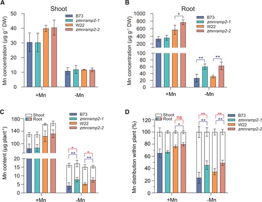 Disruption of ZmNRAMP2 impairs the root-to-shoot Mn translocation in maize. A and B, Mn concentrations of shoot and root respectively, C, Mn contents of shoot and root, and D, Mn distribution between root and shoot of zmnramp2-1, zmnramp2-2, and the corresponding WT (B73, W22) plants grown under contrasted Mn regimes. Maize seedlings were grown in nutrient solution supplied with 1-µM Mn (+Mn) or without Mn (−Mn) for 14 days. Data are presented as means ± sd (n = 6, biological replicates). Significant difference was indicated at *P < 0.05 and **P < 0.01 by Student’s t test (labeling in red and blue for shoots and roots, respectively), and ns, not significant.