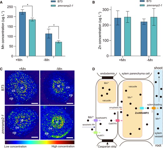 Reduction of Mn in xylem sap and retention of Mn in roots of the zmnramp2-1 mutant. A and B, Concentration of Mn (A) and Zn (B) in xylem sap of zmnramp2-1 and WT (B73) plants. Maize seedlings were grown in nutrient solution supplied with 1-µM Mn (+Mn) or without Mn (−Mn) for 14 days. Data are presented as means ± sd (n = 3, biological replicates). Significant difference was indicated at *P < 0.05 by Student’s t test. C, 55Mn distribution in the cross sections of roots of zmnramp2-1 and WT (B73) plants from (A). Segments about 1-cm distance from the root tip were sampled for LA–ICP–TOF–MS analysis with spot size of 10 μm. The signal intensities were normalized to endogenous carbon (measured as 13C). The red-to-blue color scale represents high to low range of Mn concentration, respectively. Co, cortex; ep, epide rmis; st, stele. Scale bar = 100 μm. D, Schematic model illustrating the function of ZmNRAMP2 in the root-to-shoot Mn translocation. The plasma membrane-localized OsNRAMP5 (purple box), OsMTP9 (carmine box) and HvIRT1 (green box) transporters are responsible for the apoplastic Mn entering root stele across the endodermal cells. In xylem parenchyma cells, the tonoplast-localized ZmNRAMP2 (cyan box) mediates vacuolar Mn release into cytoplasm, providing an adequate amount of intracellular Mn for xylem loading via unknown transporters (tawny box). Disruption of ZmNRAMP2 then leads to retention of Mn in root stellar cells, and reduces Mn in xylem sap for subsequent translocation to shoots.