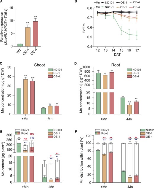 Overexpression of ZmNRAMP2 enhances the tolerance of transgenic maize plants to Mn deficiency. A, Relative expression of ZmNRAMP2 in the two independent overexpression lines (OE-1 and OE-4) and WT (ND101). Data are presented as means ± sd (n = 3, biological replicates). Significant difference was indicated at **P < 0.01 by Student’s t test. B, Dynamic changes of Fv/Fm in the youngest fully emerged leaf of the ZmNRAMP2-overexpressing lines (OE-1 and OE-4) and WT (ND101) from 12 to 17 DAT. Maize seedlings were grown in nutrient solution supplied with 1-µM Mn (+Mn) or without Mn (−Mn). Data are presented as means ± sd (n = 6, biological replicates). C and D, Mn concentrations of shoot and root respectively, E, Mn contents of shoot and root, and F, Mn distribution between root and shoot of the ZmNRAMP2-overexpressing lines (OE-1 and OE-4) and WT (ND101) plants grown under contrasted Mn regimes. Maize seedlings were grown in nutrient solution supplied with 1-µM Mn (+Mn) or without Mn (−Mn) for 17 days. Data are presented as means ± sd (n = 6, biological replicates). Significant difference was indicated at *P < 0.05 and **P < 0.01 by Student’s t test (labeling in red and blue for shoots and roots, respectively), and ns, not significant.