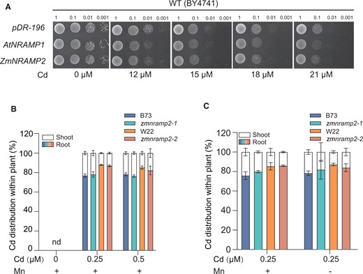 Disruption of ZmNRAMP2 does not affect the root-to-shoot Cd translocation in maize. A, Cd transport of ZmNRAMP2 in yeast. WT yeast strain (BY4741) were transformed with empty vector pDR-196, AtNRAMP1 (positive control), and ZmNRAMP2. Four-fold serial dilutions were dropped on the SD-U ager plate supplemented with gradient Cd concentrations (0, 12, 15,18, or 21 μM), and incubated at 28°C for 3 days. B, Cd distribution between root and shoot of zmnramp2 mutants and the corresponding WT (B73, W22) under increased concentration levels of Cd. Maize seedlings were exposed to nutrient solution containing 0, 0.25-, or 0.5-μM Cd together with 1-μM Mn (+Mn) for 14 days. Data are presented as means ± sd (n = 6, biological replicates). No significant difference was detected by Student’s t test (P < 0.05); nd, not detected. C, Cd distribution between root and shoot of zmnramp2 mutants and the corresponding WT (B73, W22) under contrastive Mn conditions. Maize seedlings were exposed to nutrient solution containing 0.25-μM Cd and 1-µM Mn (+Mn) or without Mn (−Mn) for 14 days. Data are presented as means ± sd (n = 6, biological replicates). No significant difference was detected by Student’s t test (P < 0.05).