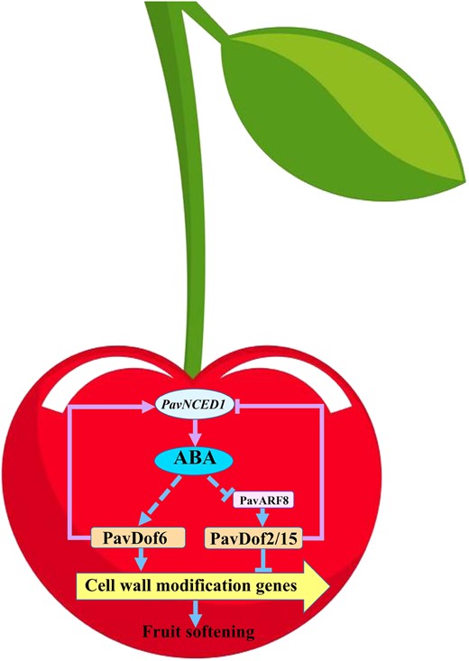 Proposed model explaining the function of PavDof2/6/15 in regulating fruit softening in sweet cherry. ABA can promote fruit softening by increasing the expression of PavDof6 and suppressing the expression of PavDof2/15. PavDof2/6/15 can regulate the expression of cell wall modification genes by binding to their promoters to directly regulate fruit softening. PavDof2/6/15 can also feedback-regulate the expression of PavNCED1 to influence ABA biosynthesis and indirectly regulate fruit softening. PavARF8 acts upstream of PavDof2/15, participating in ABA-mediated fruit softening. Arrows denote a positive relationship, and T-bars indicate repression.