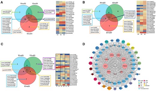 Differentially expressed structural genes identified in sweet cherry and correlation analysis of vital structural genes, TF genes, and plant hormone signaling genes. A, B, Venn diagrams of DEGs (left) and heatmap representation of expression levels (right) of structural genes for comparisons between different developmental periods in Tieton and Zaodaguo samples (comparison 1). C, Venn diagram of DEGs (left) and heatmap representation of expression levels (right) of structural genes for comparisons between Tieton and Zaodaguo at three developmental periods (comparison 2). For (A–C), the heatmaps show expression levels as Log2(TPM + 1). T, Tieton samples; Z, Zaodaguo samples; 1, BG stage; 2, YW stage; 3, FR stage. The gene name represents gene ID in transcriptome with its gene family. D, Co-expression analysis of structural genes, TF genes, and plant hormone signaling genes. The area of each circle refers to the number of DEGs co-expressed with each of the genes shown. The meaning of the gene acronyms is given in Supplemental Table S6. BR, brassinosteroid; CK, cytokinin; GA, gibberellic acid; JA, jasmonic acid; SA, salicylic acid.