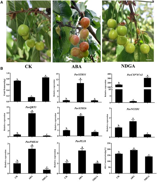 Effects of ABA treatment on fruit softening in sweet cherry. A, Phenotype of cherry fruits on the sixth day after treatments with ABA or the ABA biosynthesis inhibitor NDGA. Scale bar = 1 cm. CK, control check. B, Changes in firmness, expression of candidate structural genes and key genes related to ABA metabolism, and ABA concentrations after ABA or NDGA treatment. Data are shown as means ± sd of three biological replicates. Different letters indicate significant differences by Duncan’s multiple range test with P < 0.05.