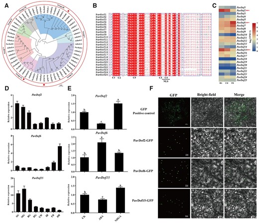 Characterization of PavDof2/6/15. A, Phylogenetic relationships between Dof family members in sweet cherry and Arabidopsis. The circles indicate candidate PavDofs. B, Multiple sequence alignment of the conserved Dof domain in 25 PavDof proteins. The four cysteine residues involved in the zinc finger structure and the nuclear localization signal motif are shown. Identical amino acids are highlighted. C, Heatmap representation of PavDof transcript levels in Zaodaguo. The arrows indicate the candidate PavDofs. D, Relative expression levels of PavDof2/6/15 during fruit development and ripening in Zaodaguo, as determined by RT–qPCR. Data are shown as means ± sd from three biological replicates, each biological replicate contains 15 fruits. SG, big green; MG, mid green; BG, big green; DG, degreening; YW, yellow white; IR, initial red; FR, full red; DR, dark red. E, Effect of ABA treatment on PavDof2/6/15 expression levels. PavActin (Genbank: FJ560908) was used as an internal control. Data are shown as means ± sd of three biological replicates. Different letters indicate significant differences by Duncan’s multiple range test with P < 0.05. CK, control check. F, Subcellular localization assay of PavDof2/6/15. GFP (Positive control) or the PavDof2/6/15-GFP constructs driven by the CaMV 35S promoter were individually transiently infiltrated into N. benthamiana leaves. Scale bars = 50 μm.