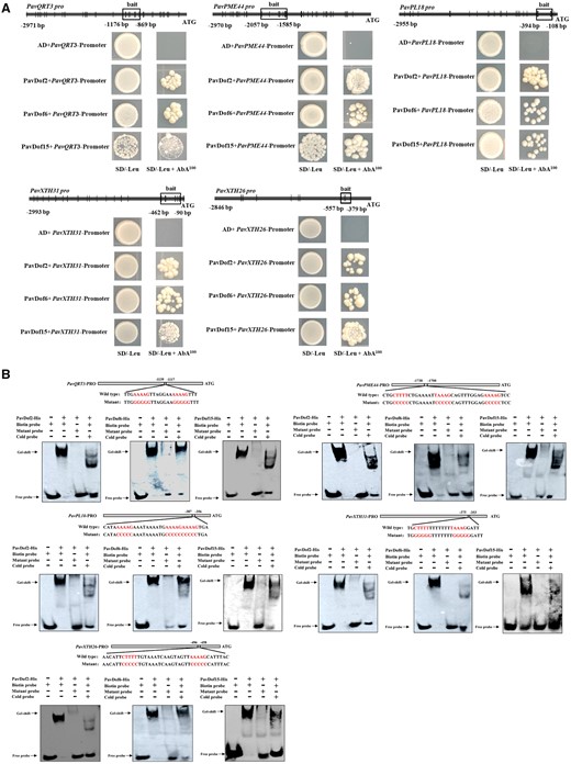 PavDof2/6/15 bind to the promoters of structural genes related to fruit softening. A, Y1H analysis of PavDof2/6/15 binding to the PavQRT3, PavPME44, PavPL18, PavXTH31, and PavXTH26 promoters. The vertical lines indicate Dof-binding sites (A/TAAAG), and the rectangles represent the promoter fragments used for Y1H. AD, pGADT7 empty vector; SD, synthetical defined medium; AbA, aureobasidin A. B, EMSA showing the binding of PavDof2/6/15 to the PavQRT3, PavPME44, PavPL18, PavXTH31, and PavXTH26 promoter fragments containing Dof-binding sites. Unlabeled probes were used for competition assays; − and + represent absence or presence, respectively.