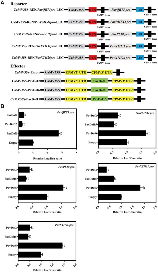 The effect of PavDof2/6/15 overexpression on the transcriptional output from the promoters of genes related to fruit softening. A, Schematic diagram of the reporter and effector constructs. The reporters consist of the PavQRT3, PavPME44, PavPL18, PavXTH31, and PavXTH26 promoters driving the firefly luciferase (LUC) reporter gene, and the effectors harbour the PavDof2/6/15 CDS driven by the CaMV 35S promoter. B, Dual-luciferase assay in N. benthamiana leaves showing the effects of PavDof2/6/15 overexpression on promoter activity. Empty SK vector was used as a control. Data are shown as means ± sd from three replicates. Significant differences in values (**P < 0.01) were determined by Student’s t test.