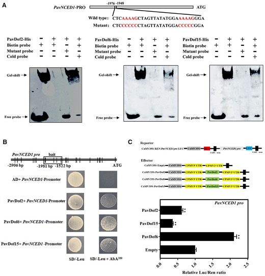 Interaction tests between PavDof2/6/15 and the PavNCED1 promoter. A, EMSA showing that PavDof2/6/15 bind to the PavNCED1 promoter, which contains Dof-binding sites. Unlabeled probes were used for competition assays; − and + represent absence or presence, respectively. B, Y1H analysis of PavDof2/6/15 binding to the PavNCED1 promoter. The vertical lines indicate Dof binding sites (A/TAAAG), and the rectangles represent the promoter fragments used for Y1H. AD, pGADT7 empty vector; SD, synthetical defined medium; AbA, aureobasidin A. C, Dual-luciferase activity assay in N. benthamiana leaves showing the effect of PavDof2/6/15 overexpression on the transcriptional output of the PavNCED1 promoter. Empty SK vector was used as a control. Data are shown as means ± sd from three replicates. Significant differences relative to empty vector control were determined by Student’s t test (**P < 0.01).