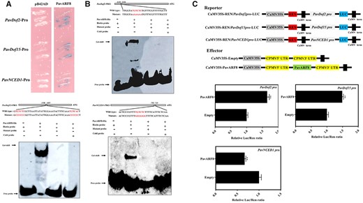 Interaction between PavARF8 and the promoters of genes related to fruit softening. A, Y1H analysis of PavARF8 binding to the PavDof2, PavDof15, and PavNCED1 promoters. B, EMSA showing the binding of PavARF8 to PavDof2, PavDof15, and PavNCED1 promoter fragments containing AuxREs. Unlabeled probes were used for competition assay; − and + represent absence or presence, respectively. C, Dual-luciferase activity assay in N. benthamiana leaves showing the effect of PavARF8 overexpression on the transcriptional output of the indicated promoters. Empty SK vector was used as a control. Data are shown as means ± sd from three replicates. Significant differences were determined by Student’s t test (**P < 0.01).