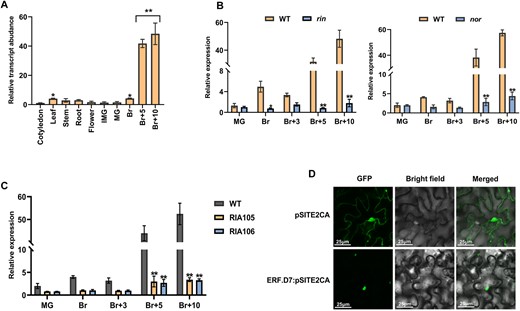 Transcript profiling of SlERF.D7 (Solyc03g118190) and its subcellular localization. A, Expression of SlERF.D7 in various tissues, including cotyledon, roots, stems, leaves, flowers, and fruit at different developmental stages: immature green (IMG), MG, Br, 5-day after Br (Br+5), and 10-day after Br (Br+10) in WT (Pusa Ruby). Values are means ± sd of three independent replicates. Asterisks indicate the statistical significance using ANOVA: *, 0.01 < P-value < 0.05; **, 0.001 < P-value < 0.01. B and C, Relative expression levels (in fold change) of SlERF.D7 in WT (Ailsa Craig), ripening-inhibitor (rin; accession no. LA1795, in the unknown background) mutant and nor mutant (in Ailsa Craig background), and 3S:RIN knockdown lines (RIA105 and RIA106; in Pusa Ruby background) at various stages of fruit ripening. Expression profiles were studied at different stages of fruit ripening by employing the RT-qPCR technique. The mRNA levels of SlERF.D7 at the MG stage in WT were used as the reference for all stages. Values are means ± sd of three independent replicates. Asterisks indicate the statistical significance using Student’s t test: *, 0.01 < P-value < 0.05; **, 0.001 < P-value < 0.01. D, Subcellular localization of SlERF-D7 in the nucleus of N. benthamiana epidermal cells.