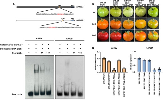 SlARF2 promoters are a direct target of SlERF.D7. A, SlERF.D7 binding to the promoters of SlARF2 harboring the ERE element. The WT probe containing the ERE motif was digoxigenin-labeled. Competition for SlERF.D7 binding was performed with 8× and 15× cold probes. The symbols − and + represent the absence or presence of the probes and 6× Histidine-tagged SlERF.D7 protein. B, Phenotypes of SlARF2A, SlARF2B, and SlARF2AB silenced fruits in SlERF.D7 OE background. Un-infiltrated and vector-only (pTRV) fruits were used as the control. Photographs were taken at MG, 3-day post Br (Br+3), and 7-day post Br (Br+7) stages. C, The silencing efficiency of the SlARF2 orthologs in SlARF2A, SlARF2B, and SlARF2AB infiltrated fruits. The relative mRNA levels of both the genes were normalized using GAPDH and Actin gene as an internal control. Error bars represent ±sd of three biological replicates. Asterisks indicate the statistical significance using Student’s t test: *, 0.01 < P-value < 0.05; **, 0.001 < P-value < 0.01.